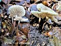 Marasmius wynneae-amf1278